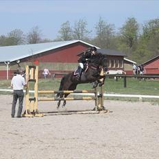 Tysk Sportspony Melody 52