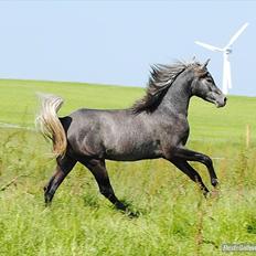Arabisk fuldblod (OX) Mutazz *Dream*
