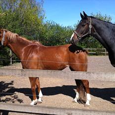 Anden særlig race Emma/ lotus *SOLGT*