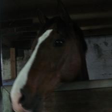 Anden særlig race ***Bastian***