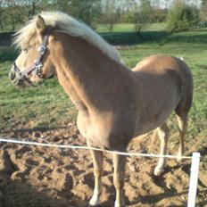 Tyroler Haflinger  Halma