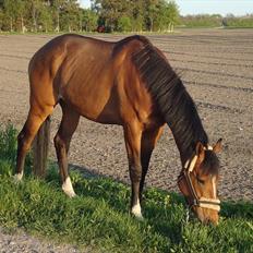 Fuldblod (XX) Tombola