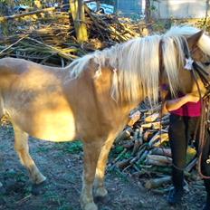 Haflinger Veronica-leveret tilbage