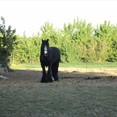 Irish Cob Zafir 