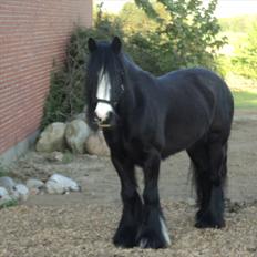 Irish Cob Zafir 