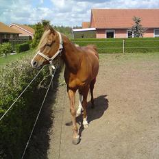 Arabisk fuldblod (OX) Zorro