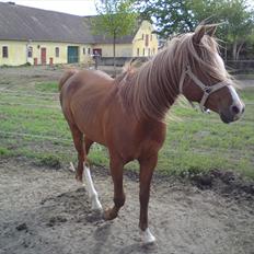 Arabisk fuldblod (OX) Zorro