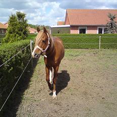 Arabisk fuldblod (OX) Zorro