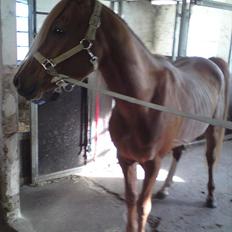 Arabisk fuldblod (OX) Zorro