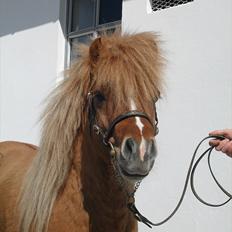Shetlænder Thorshøjs Svafner 