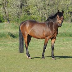 Anden særlig race FLICKA