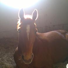 Dansk Varmblod Mariesmindes Venus