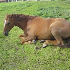 Dansk Varmblod Mariesmindes Venus