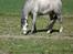 Welsh Mountain (sec A) Mariks Peredur