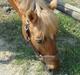 Palomino Migatronic's Mr. Mayson <3