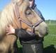 Tyroler Haflinger  Halma