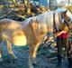 Haflinger Veronica-leveret tilbage