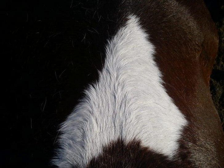 Pinto Vandlinggårds Heartbreaker - Jae., det er så den seje hjerte-plet han har på krydset :P -Billede taget af mig. billede 15