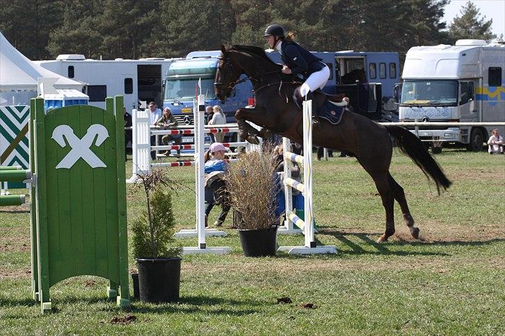 Mecklenburger Dark Shadow - Henriksdal lb eller la :) billede 12