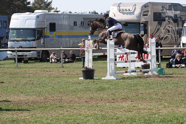 Mecklenburger Dark Shadow - Henriksdal lb eller la
 billede 13