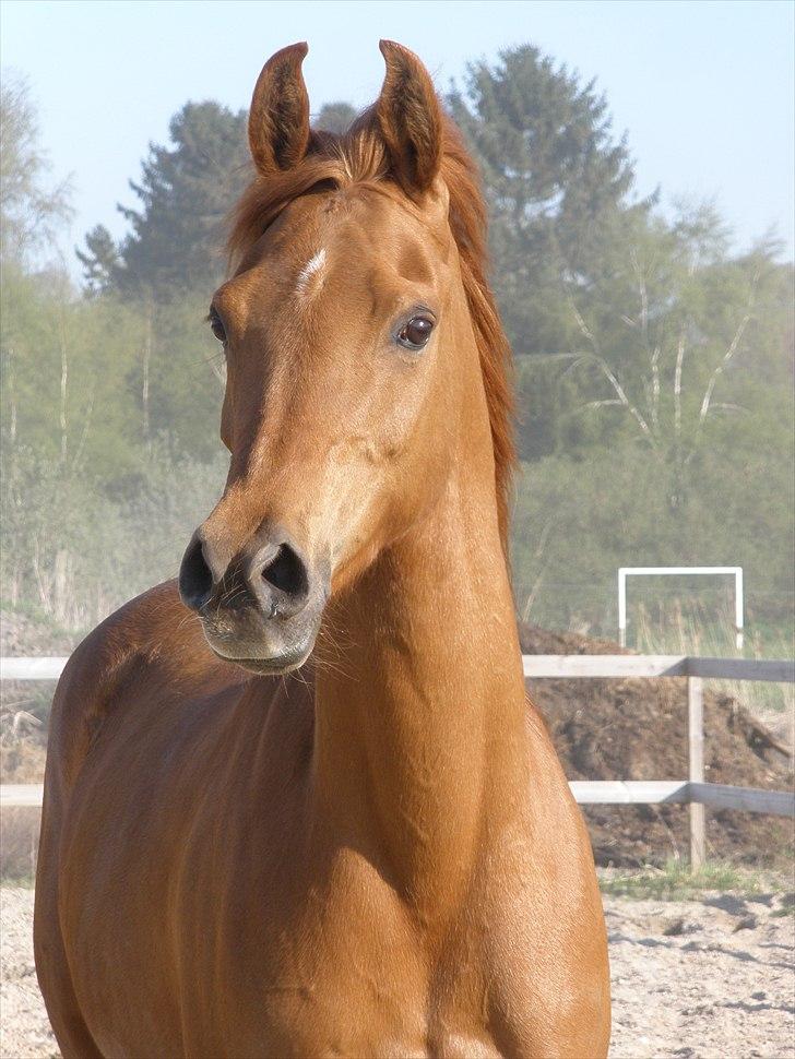 Arabisk fuldblod (OX) Felima - Velkommen til Felima's profil
Foto: SR billede 1