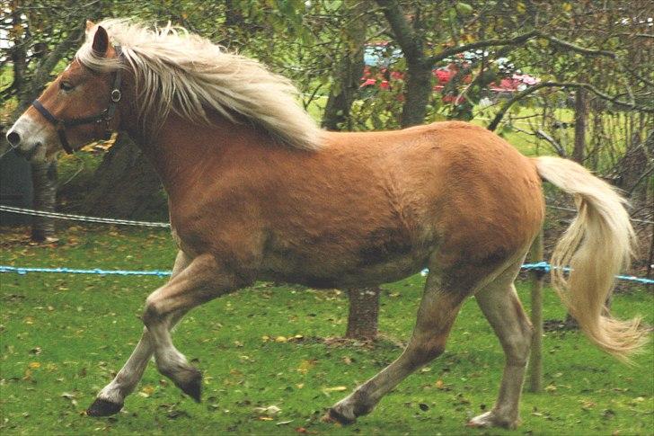 Haflinger Helena billede 8