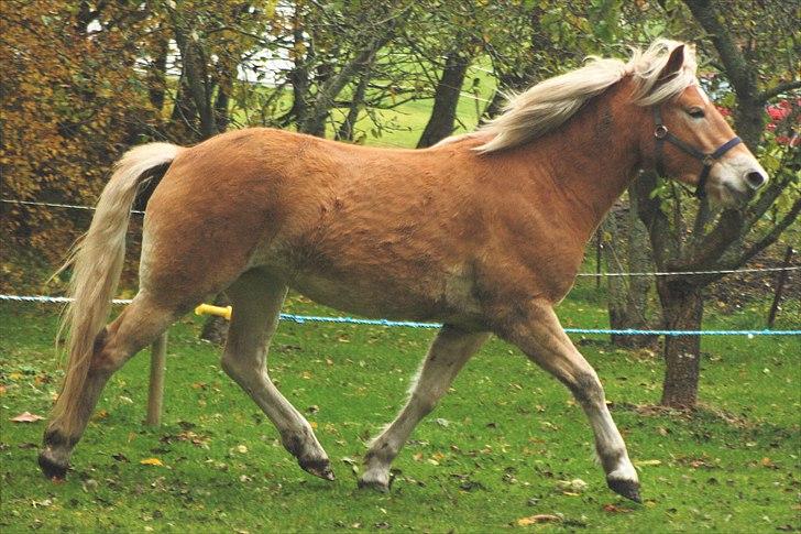 Haflinger Helena billede 9