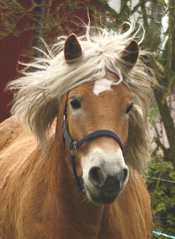 Haflinger Helena billede 10