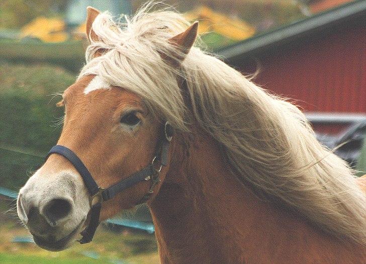 Haflinger Helena billede 11