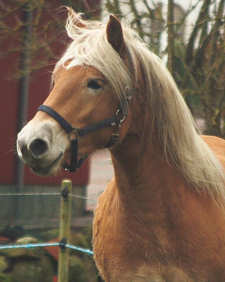 Haflinger Helena billede 12