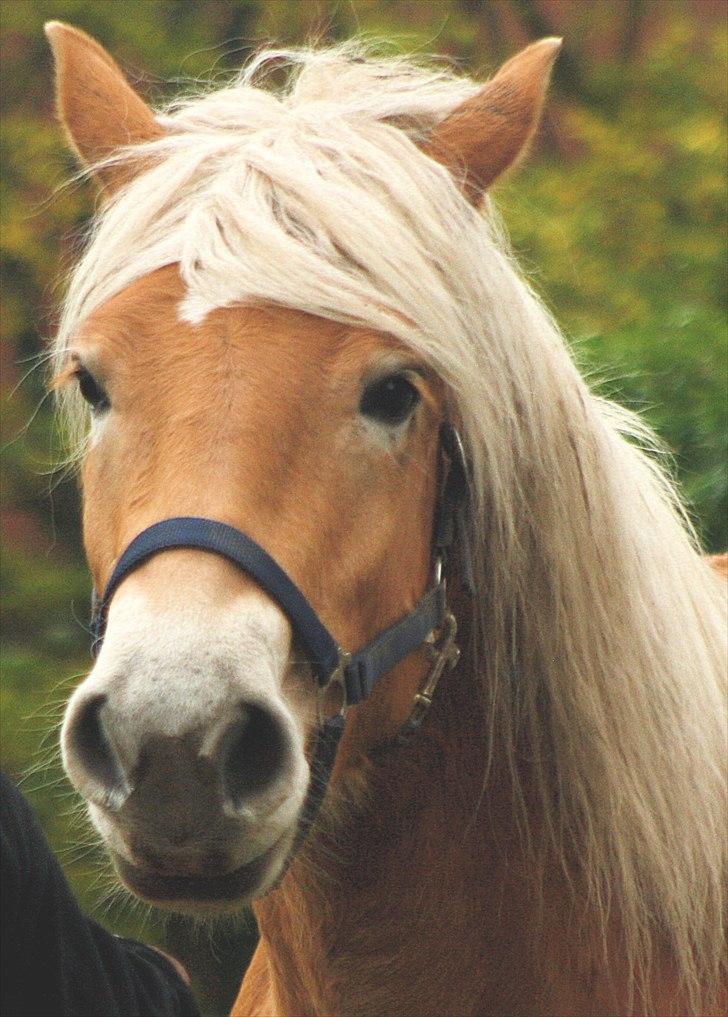 Haflinger Helena billede 13