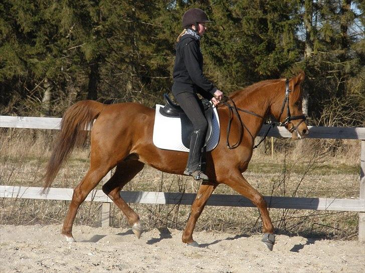 Arabisk fuldblod (OX) Felima - Foto: SSH billede 5