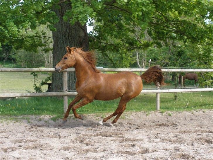 Arabisk fuldblod (OX) Felima - Foto: SR billede 10