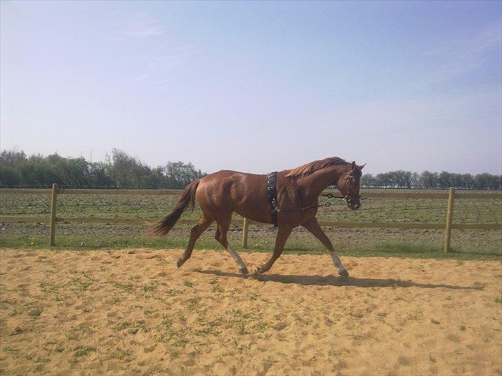 Dansk Varmblod  Domineq (Rød Merrild) billede 12