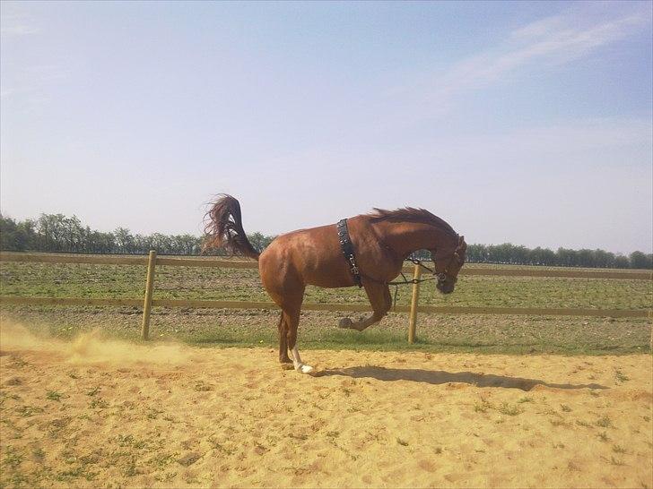 Dansk Varmblod  Domineq (Rød Merrild) - UHHH en mus.... billede 14