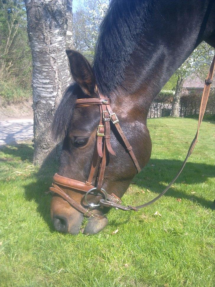 New Forest JOLIE billede 10