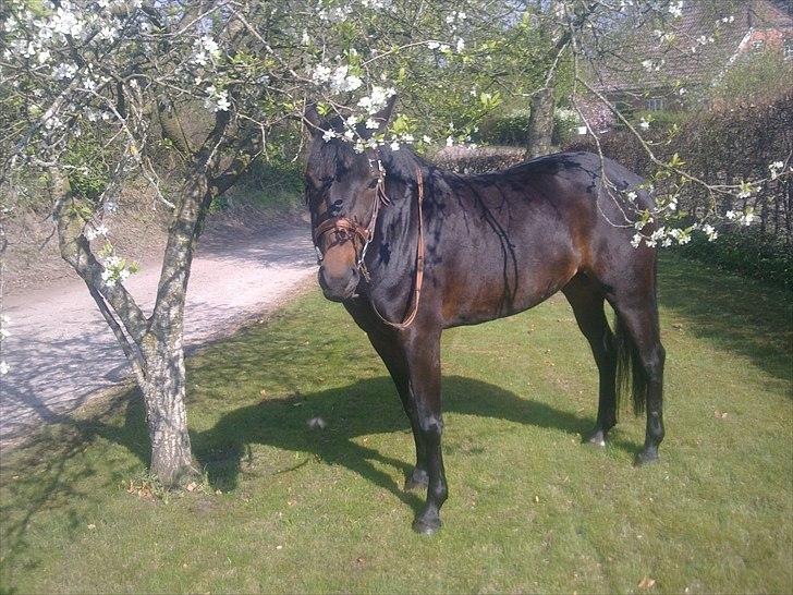 New Forest JOLIE billede 8