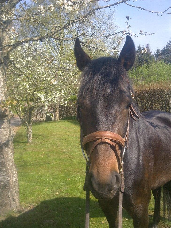 New Forest JOLIE billede 9