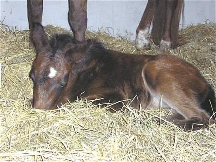 New Forest JOLIE billede 11