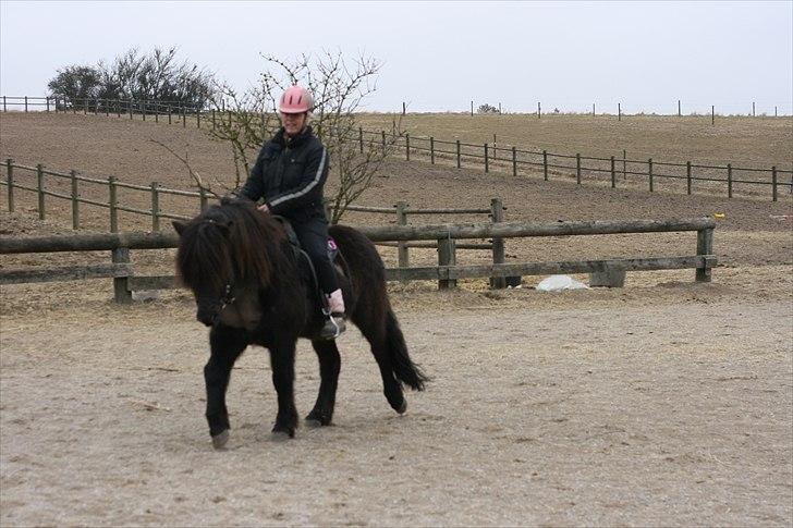 Islænder Kriki fra Grøfte billede 1