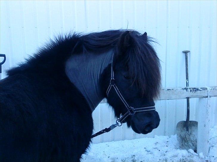 Islænder Kriki fra Grøfte billede 2
