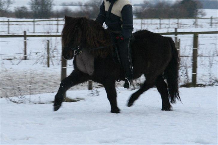 Islænder Kriki fra Grøfte billede 3