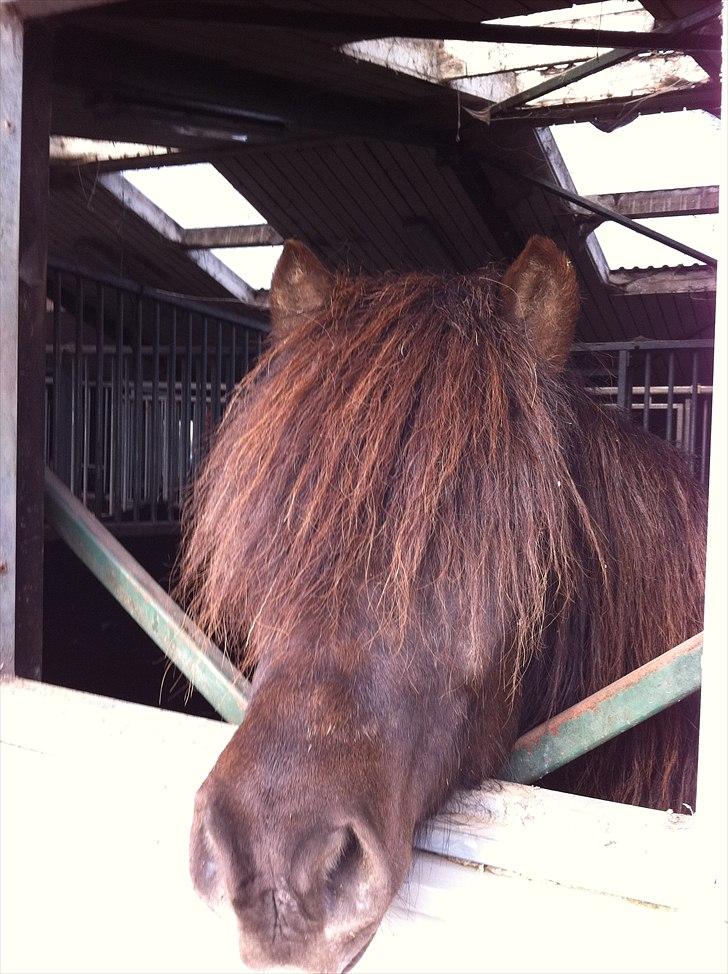 Islænder Kriki fra Grøfte billede 4