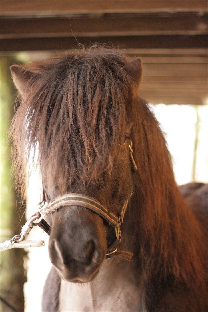Islænder Kriki fra Grøfte billede 5