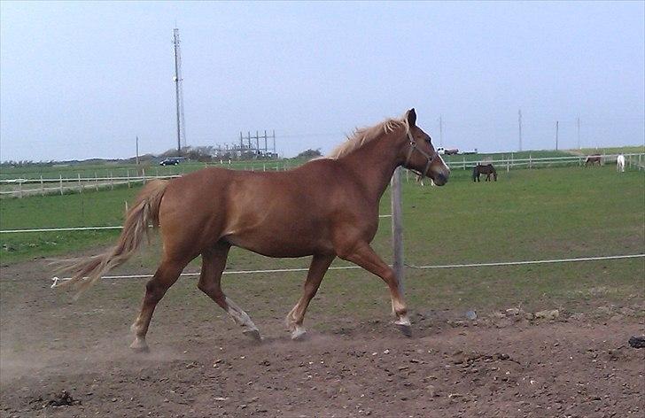 Anden særlig race King billede 5