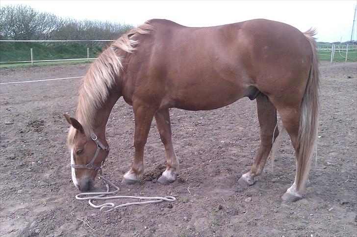 Anden særlig race King billede 6