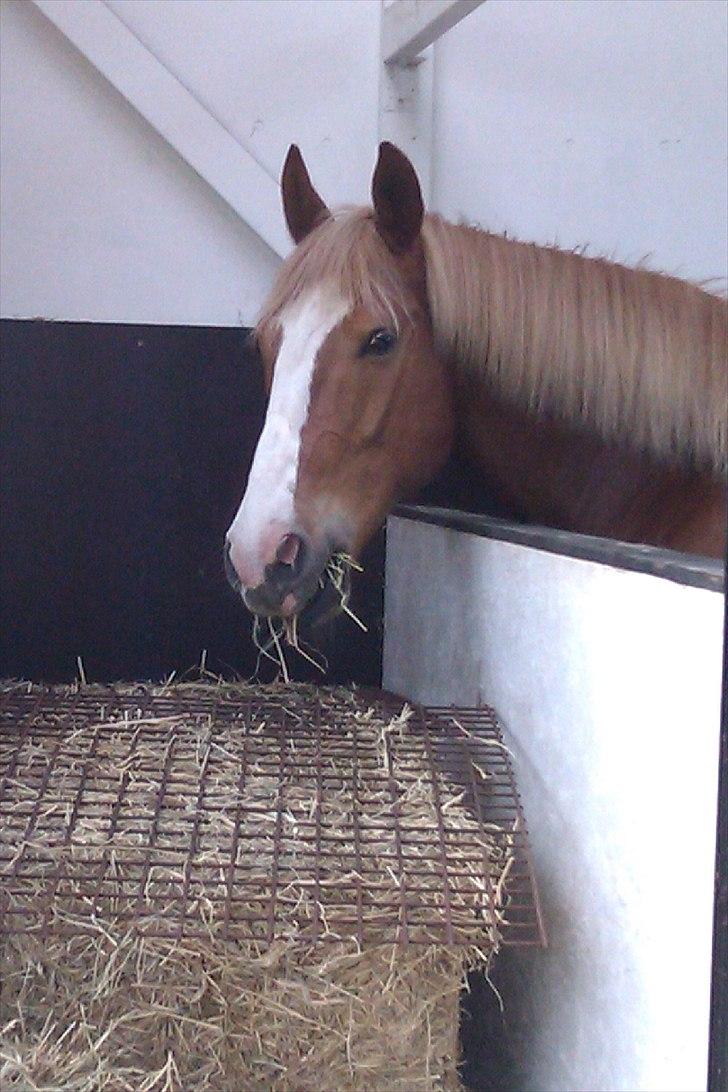 Anden særlig race King billede 7