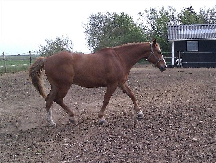 Anden særlig race King billede 9