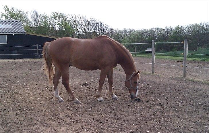 Anden særlig race King billede 10