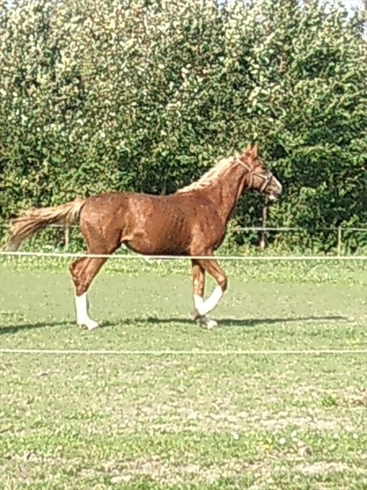 Anden særlig race Barkholts Regina.<3 billede 7